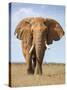Kenya, Taita-Taveta County, Tsavo East National Park. a Fine Bull African Elephant on the Move.-Nigel Pavitt-Stretched Canvas