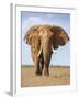 Kenya, Taita-Taveta County, Tsavo East National Park. a Fine Bull African Elephant on the Move.-Nigel Pavitt-Framed Photographic Print