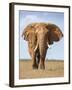 Kenya, Taita-Taveta County, Tsavo East National Park. a Fine Bull African Elephant on the Move.-Nigel Pavitt-Framed Photographic Print