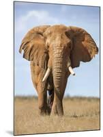 Kenya, Taita-Taveta County, Tsavo East National Park. a Fine Bull African Elephant on the Move.-Nigel Pavitt-Mounted Photographic Print