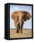 Kenya, Taita-Taveta County, Tsavo East National Park. a Fine Bull African Elephant on the Move.-Nigel Pavitt-Framed Stretched Canvas