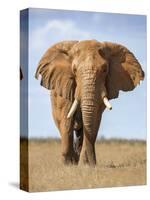 Kenya, Taita-Taveta County, Tsavo East National Park. a Fine Bull African Elephant on the Move.-Nigel Pavitt-Stretched Canvas