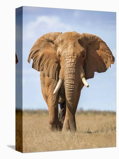 Kenya, Taita-Taveta County, Tsavo East National Park. a Fine Bull African Elephant on the Move.-Nigel Pavitt-Stretched Canvas