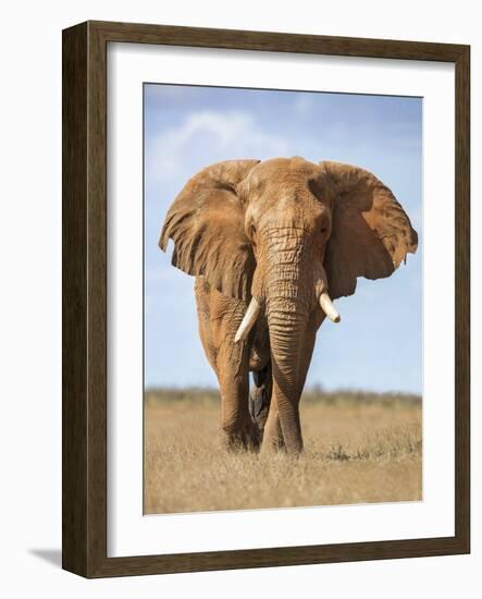 Kenya, Taita-Taveta County, Tsavo East National Park. a Fine Bull African Elephant on the Move.-Nigel Pavitt-Framed Photographic Print