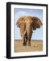 Kenya, Taita-Taveta County, Tsavo East National Park. a Fine Bull African Elephant on the Move.-Nigel Pavitt-Framed Photographic Print