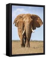 Kenya, Taita-Taveta County, Tsavo East National Park. a Fine Bull African Elephant on the Move.-Nigel Pavitt-Framed Stretched Canvas