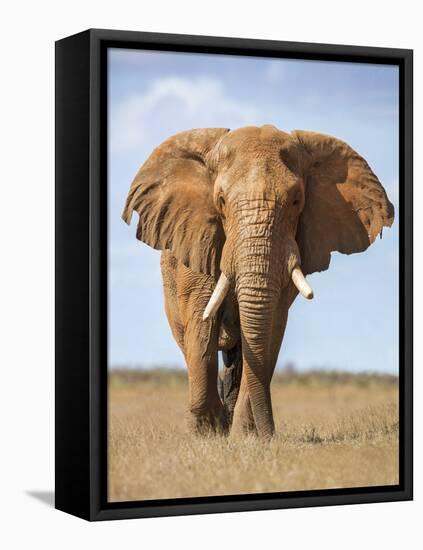 Kenya, Taita-Taveta County, Tsavo East National Park. a Fine Bull African Elephant on the Move.-Nigel Pavitt-Framed Stretched Canvas