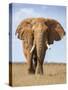 Kenya, Taita-Taveta County, Tsavo East National Park. a Fine Bull African Elephant on the Move.-Nigel Pavitt-Stretched Canvas