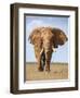 Kenya, Taita-Taveta County, Tsavo East National Park. a Fine Bull African Elephant on the Move.-Nigel Pavitt-Framed Premium Photographic Print