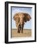 Kenya, Taita-Taveta County, Tsavo East National Park. a Fine Bull African Elephant on the Move.-Nigel Pavitt-Framed Premium Photographic Print