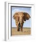 Kenya, Taita-Taveta County, Tsavo East National Park. a Fine Bull African Elephant on the Move.-Nigel Pavitt-Framed Premium Photographic Print