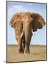 Kenya, Taita-Taveta County, Tsavo East National Park. a Fine Bull African Elephant on the Move.-Nigel Pavitt-Mounted Premium Photographic Print