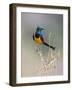 Kenya, Taita-Taveta County, Tsavo East National Park. a Golden-Breasted Starling-Nigel Pavitt-Framed Photographic Print