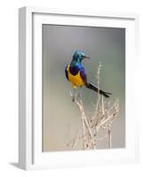 Kenya, Taita-Taveta County, Tsavo East National Park. a Golden-Breasted Starling-Nigel Pavitt-Framed Photographic Print