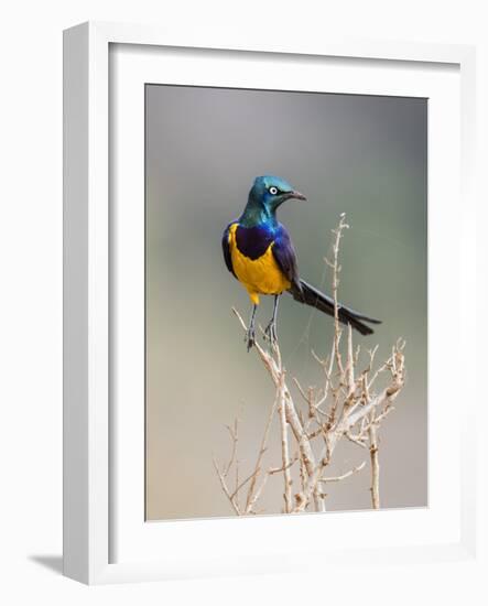 Kenya, Taita-Taveta County, Tsavo East National Park. a Golden-Breasted Starling-Nigel Pavitt-Framed Photographic Print