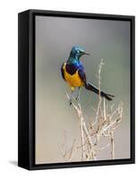 Kenya, Taita-Taveta County, Tsavo East National Park. a Golden-Breasted Starling-Nigel Pavitt-Framed Stretched Canvas