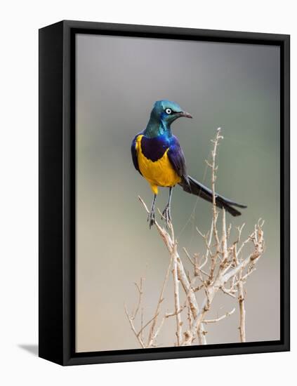 Kenya, Taita-Taveta County, Tsavo East National Park. a Golden-Breasted Starling-Nigel Pavitt-Framed Stretched Canvas