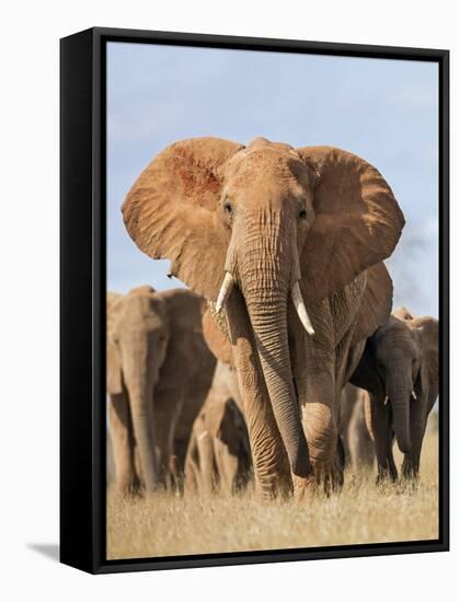 Kenya, Taita-Taveta County, Tsavo East National Park. a Herd of Elephants.-Nigel Pavitt-Framed Stretched Canvas