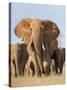 Kenya, Taita-Taveta County, Tsavo East National Park. a Herd of Elephants.-Nigel Pavitt-Stretched Canvas