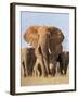 Kenya, Taita-Taveta County, Tsavo East National Park. a Herd of Elephants.-Nigel Pavitt-Framed Photographic Print