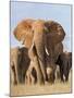 Kenya, Taita-Taveta County, Tsavo East National Park. a Herd of Elephants.-Nigel Pavitt-Mounted Photographic Print