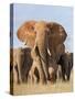 Kenya, Taita-Taveta County, Tsavo East National Park. a Herd of Elephants.-Nigel Pavitt-Stretched Canvas