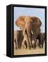 Kenya, Taita-Taveta County, Tsavo East National Park. a Herd of Elephants.-Nigel Pavitt-Framed Stretched Canvas