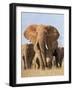 Kenya, Taita-Taveta County, Tsavo East National Park. a Herd of Elephants.-Nigel Pavitt-Framed Photographic Print