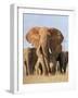 Kenya, Taita-Taveta County, Tsavo East National Park. a Herd of Elephants.-Nigel Pavitt-Framed Photographic Print