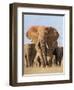 Kenya, Taita-Taveta County, Tsavo East National Park. a Herd of Elephants.-Nigel Pavitt-Framed Photographic Print