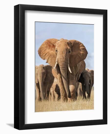 Kenya, Taita-Taveta County, Tsavo East National Park. a Herd of Elephants.-Nigel Pavitt-Framed Photographic Print