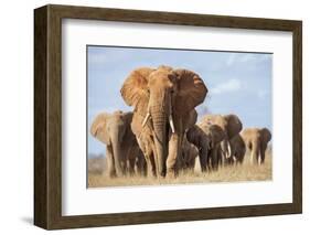 Kenya, Taita-Taveta County, Tsavo East National Park. a Herd of Elephants.-Nigel Pavitt-Framed Photographic Print