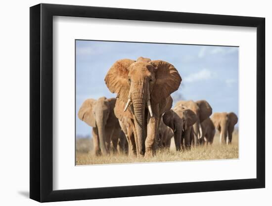 Kenya, Taita-Taveta County, Tsavo East National Park. a Herd of Elephants.-Nigel Pavitt-Framed Photographic Print