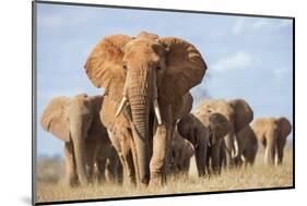 Kenya, Taita-Taveta County, Tsavo East National Park. a Herd of Elephants.-Nigel Pavitt-Mounted Photographic Print