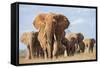 Kenya, Taita-Taveta County, Tsavo East National Park. a Herd of Elephants.-Nigel Pavitt-Framed Stretched Canvas