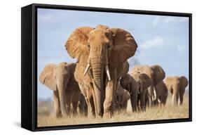 Kenya, Taita-Taveta County, Tsavo East National Park. a Herd of Elephants.-Nigel Pavitt-Framed Stretched Canvas