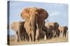 Kenya, Taita-Taveta County, Tsavo East National Park. a Herd of Elephants.-Nigel Pavitt-Stretched Canvas