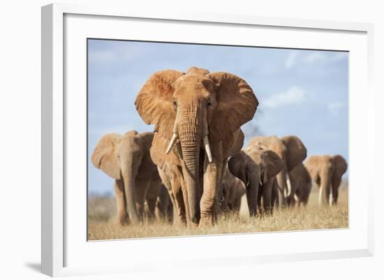 Kenya, Taita-Taveta County, Tsavo East National Park. a Herd of Elephants.-Nigel Pavitt-Framed Photographic Print