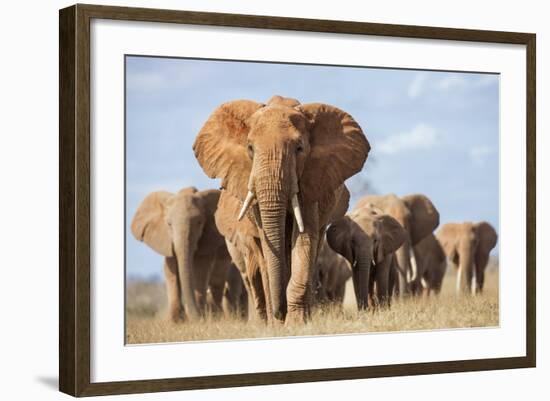 Kenya, Taita-Taveta County, Tsavo East National Park. a Herd of Elephants.-Nigel Pavitt-Framed Photographic Print