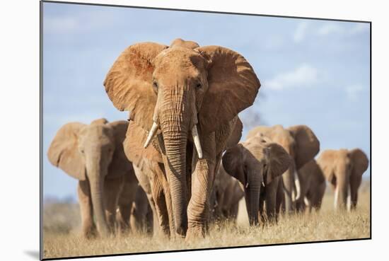 Kenya, Taita-Taveta County, Tsavo East National Park. a Herd of Elephants.-Nigel Pavitt-Mounted Photographic Print