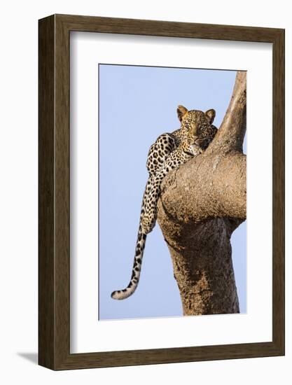 Kenya, Taita-Taveta County, Tsavo East National Park. a Leopard Lying on the Branch of a Tree.-Nigel Pavitt-Framed Photographic Print