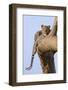 Kenya, Taita-Taveta County, Tsavo East National Park. a Leopard Lying on the Branch of a Tree.-Nigel Pavitt-Framed Photographic Print