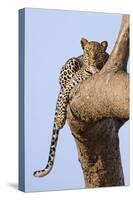 Kenya, Taita-Taveta County, Tsavo East National Park. a Leopard Lying on the Branch of a Tree.-Nigel Pavitt-Stretched Canvas