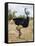 Kenya, Taita-Taveta County, Tsavo East National Park. a Male Somali Ostrich.-Nigel Pavitt-Framed Stretched Canvas