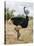 Kenya, Taita-Taveta County, Tsavo East National Park. a Male Somali Ostrich.-Nigel Pavitt-Stretched Canvas