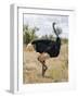 Kenya, Taita-Taveta County, Tsavo East National Park. a Male Somali Ostrich.-Nigel Pavitt-Framed Photographic Print