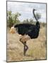 Kenya, Taita-Taveta County, Tsavo East National Park. a Male Somali Ostrich.-Nigel Pavitt-Mounted Photographic Print