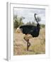 Kenya, Taita-Taveta County, Tsavo East National Park. a Male Somali Ostrich.-Nigel Pavitt-Framed Photographic Print