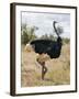 Kenya, Taita-Taveta County, Tsavo East National Park. a Male Somali Ostrich.-Nigel Pavitt-Framed Photographic Print