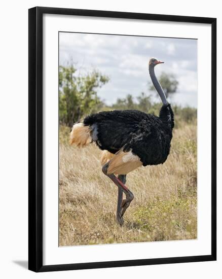 Kenya, Taita-Taveta County, Tsavo East National Park. a Male Somali Ostrich.-Nigel Pavitt-Framed Photographic Print